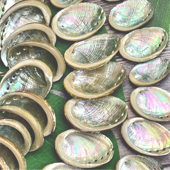 15 ABALONE SEASHELLS MIXED LOT CRAFTING DIY NAUTICAL COASTAL BEACH HOME DECOR - Picture 1 of 16